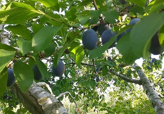 タカシナ観光果樹園