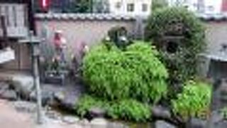 門を入って、すぐ左に有る水かけ地蔵のシダは圧巻です