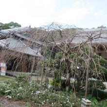 長曾我部ゆかりのお寺です