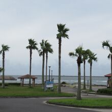 臨海公園は南国風