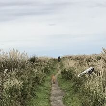 トドワラまでの細い道でキタキツネに遭遇