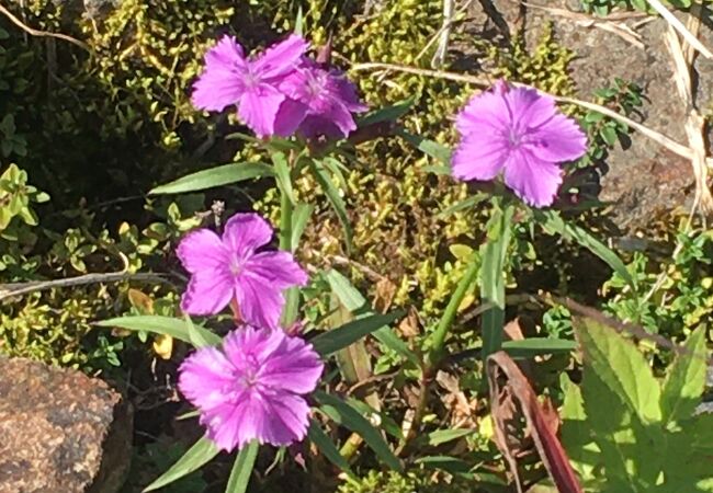 白馬五竜高山植物園 エスカルプラザ