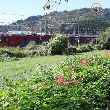 …白石川堤一目千本桜の並木道からも見えます。（画像の円内）