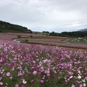 1,000万本のコスモスが咲き誇る日本最大級のコスモス園