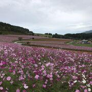 太陽の丘コスモスフェスタ