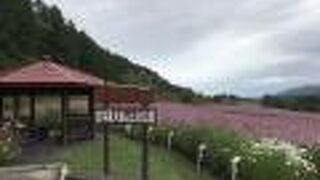 コスモスの季節がお勧め