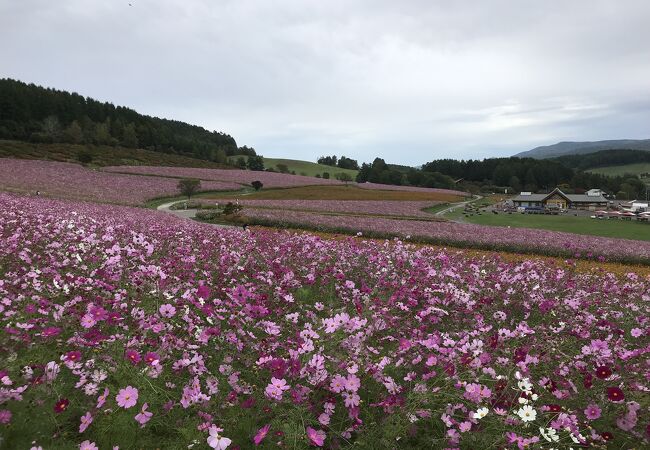 1,000万本のコスモスが咲き誇る日本最大級のコスモス園