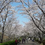 春は満開の桜とチューリップのコラボがたまらん