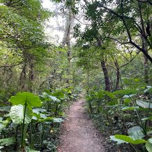 このようなジャングル道です。虫も多いです。
