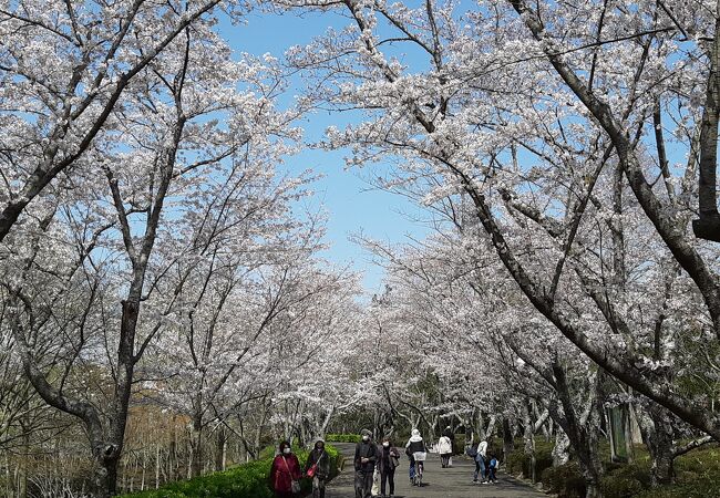 春は満開の桜とチューリップのコラボがたまらん