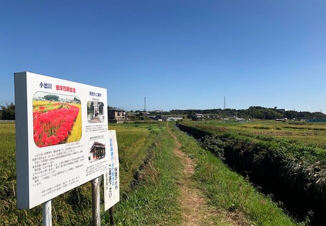 田んぼの中を流れる小出川沿い