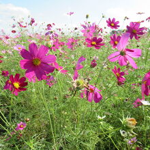 コスモス