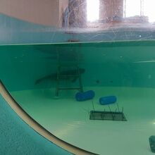 マナティの赤ちゃん