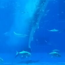 ジンベエザメのエサやり