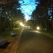 長い桜の遊歩道