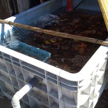 いけすが店の横に