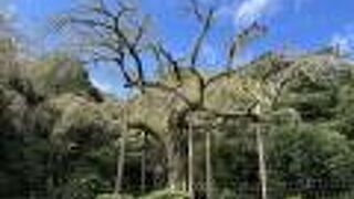 樹齢３５０年以上