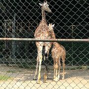 福岡の動物園