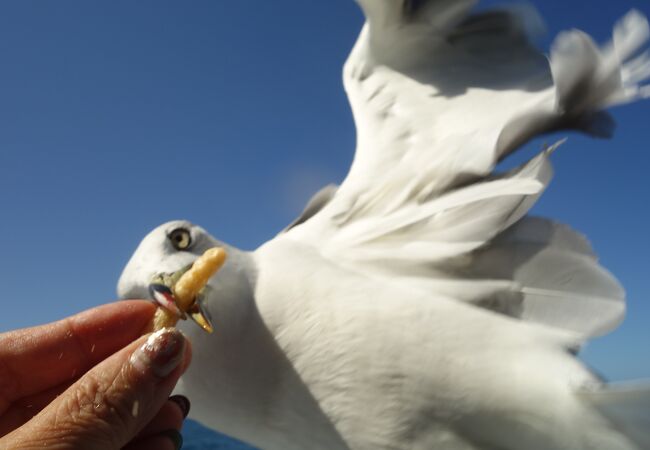 船の右側に乗って、帰りは海猫の餌やりを