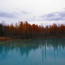 青い池