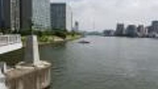 橋の上から遠くに永代橋とスカイツリーが見える