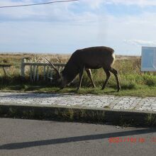 鹿をよく見ました、慣れていて逃げません