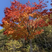 オタルナイ湖の公園の紅葉