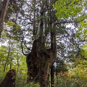 見事なブナと杉の混合林