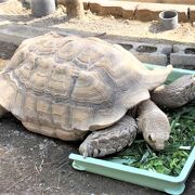 亀が多い。草を食べる亀に見とれました。