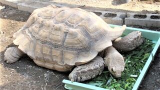 亀が多い。草を食べる亀に見とれました。