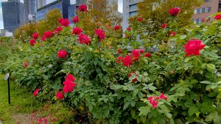 ちょうど「バラ」が見ごろの時期で、熱心に写真撮影している人もいました