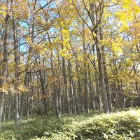 ホテル前のカラマツの林