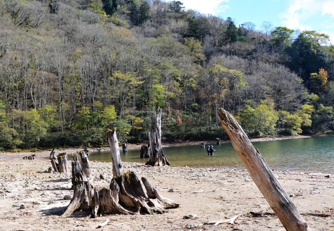 湖畔の立ち枯れの樹々がいい感じでした