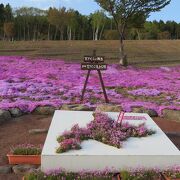 近隣の芝桜の名所の中では、やや地味かな