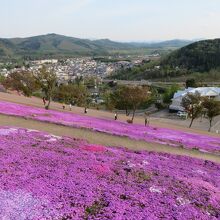 街を見下ろすように芝桜が咲いています。