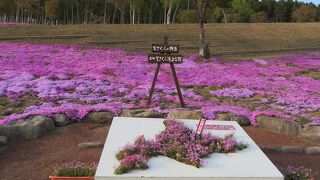 近隣の芝桜の名所の中では、やや地味かな