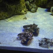深海魚に特化した水族館