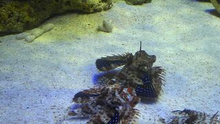 深海魚に特化した水族館