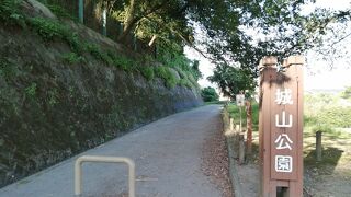 巨木がゴロゴロ