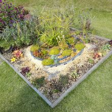 町民花壇に展示された多肉植物の花壇