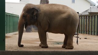 パンダのタンタン