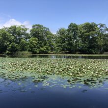 ハスの花が美しい