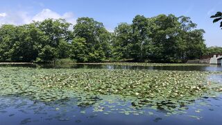 雄大でのんびり