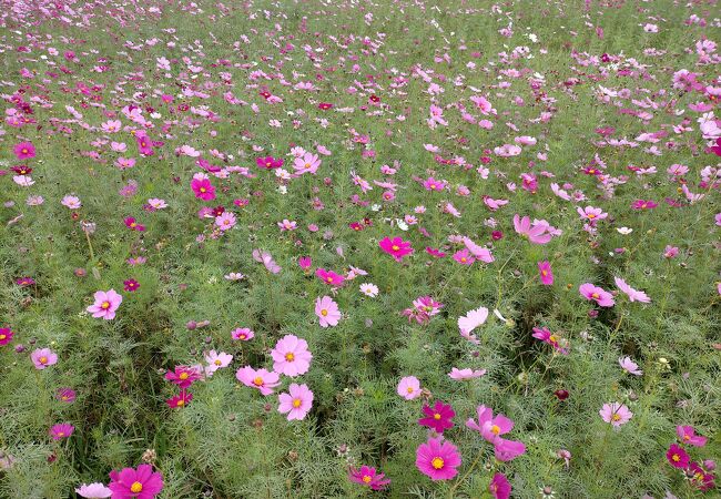 武庫川 髭の渡し コスモス園 クチコミ アクセス 営業時間 尼崎 フォートラベル
