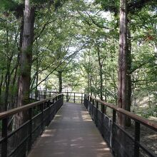 ひばの里エリアの遊歩道