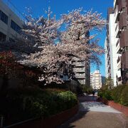 ソメイヨシノの花が満開