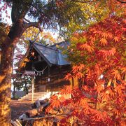 10月25日前後、境内の木が紅葉