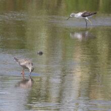 ツルシギ冬羽（左）と、コアオアシシギ（右）