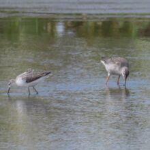 ツルシギ冬羽とコアオアシシギ
