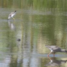 ツルシギ冬羽とコアオアシシギ